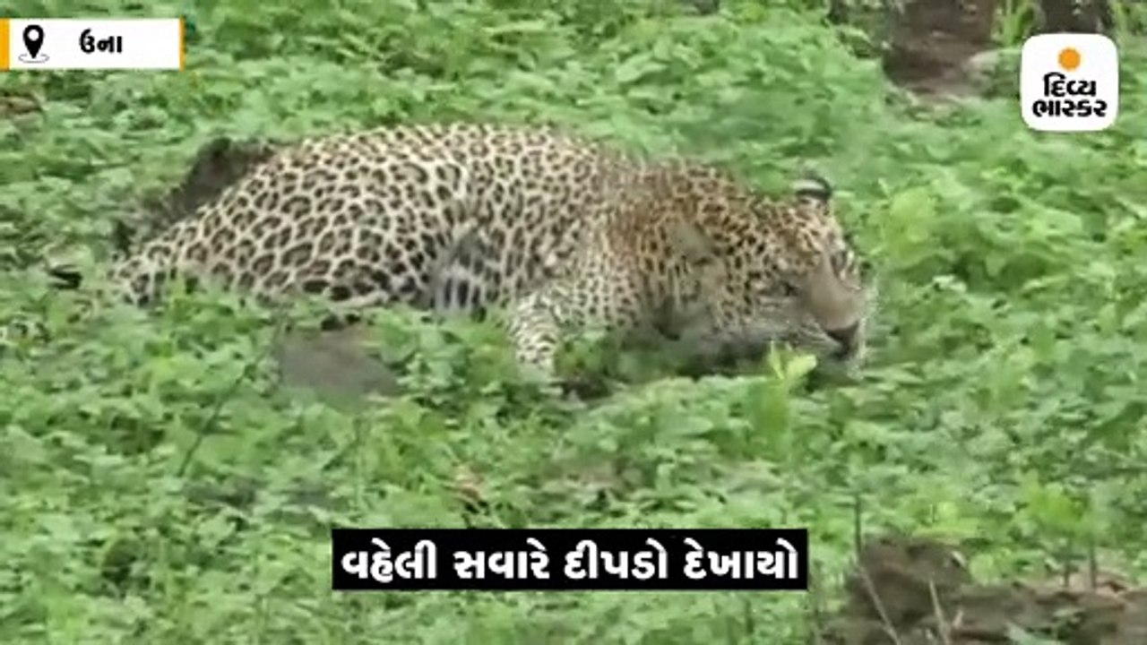 રામનગરના ખારા વિસ્તારમાં વહેલી સવારે મારણ કરીને...