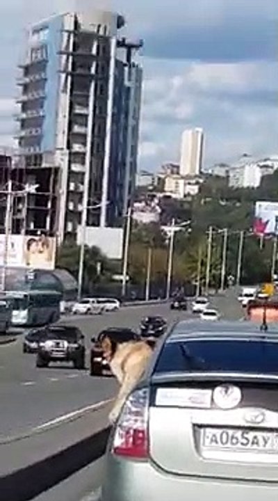 Este león se asoma por la ventana de un coche en pleno centro de una ciudad