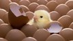 Huevos: Las mejores ideas para reciclar las cáscaras