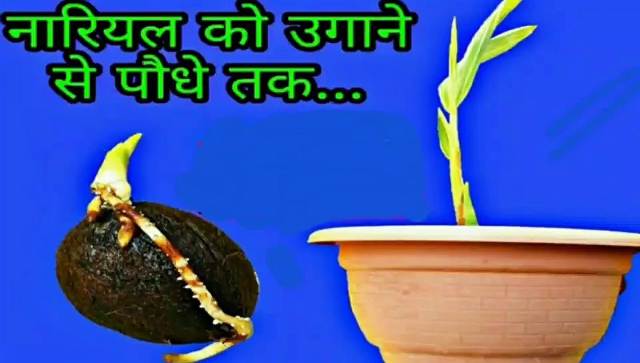 How to grow Coconut plant germination to plant at home.