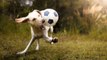 El perro futbolista invade el campo y paraliza el partido