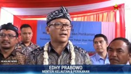 Menteri Edhy Fokus Budidayakan Lobster Dalam Negeri