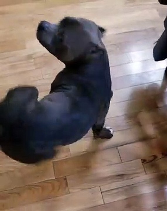 Doggo Demonstrates Amazing Impulse Control