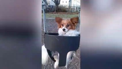 10 Chihuahua vs Papillon - Pet Guide _ Funny Pet Videos
