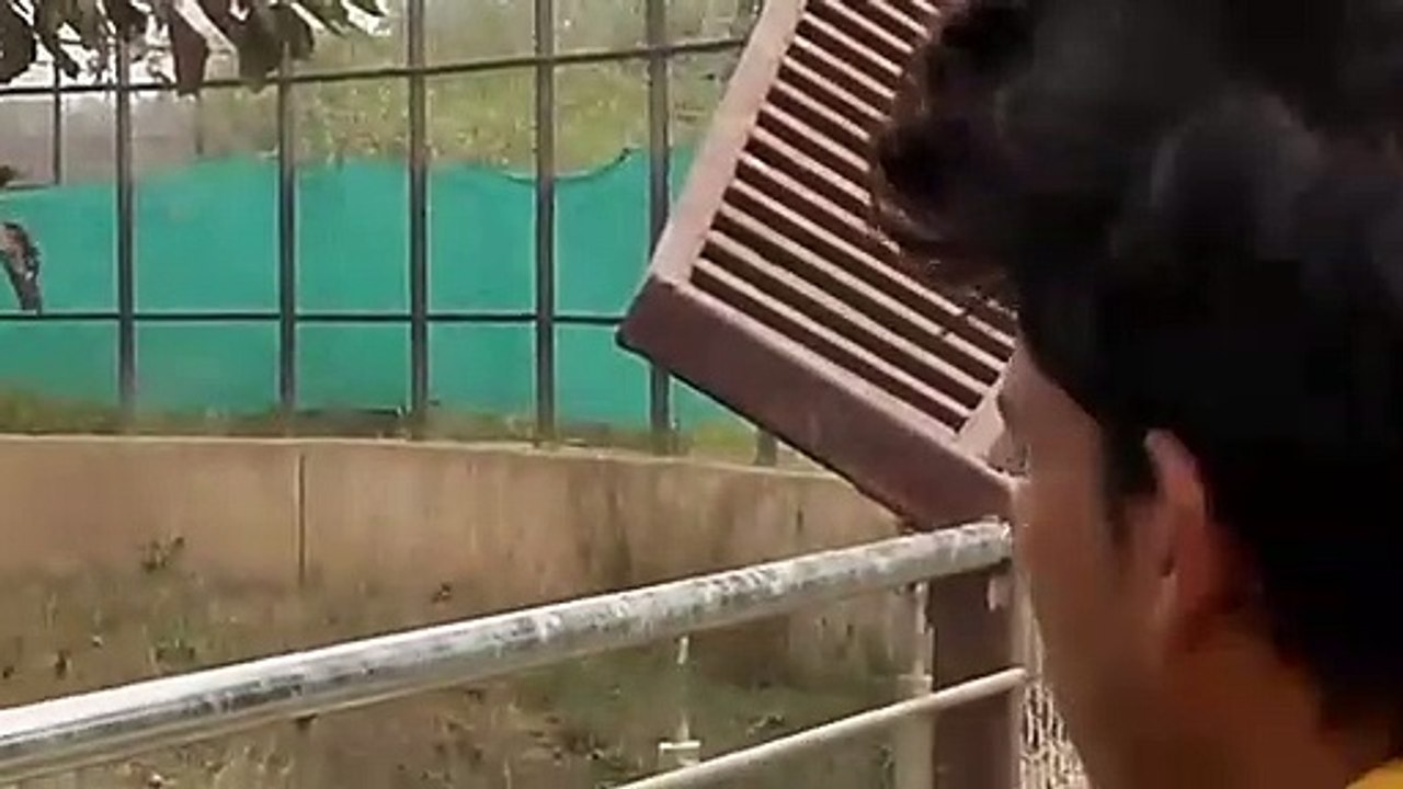 Indian_Tiger.super_white_tiger.mukundpur_white_tiger.(480p)
