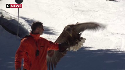 Morzine : et si on skiez avec des aigles cet hiver ?