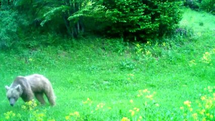 Artvin zengin yaban hayatıyla bilim insanlarını cezbediyor