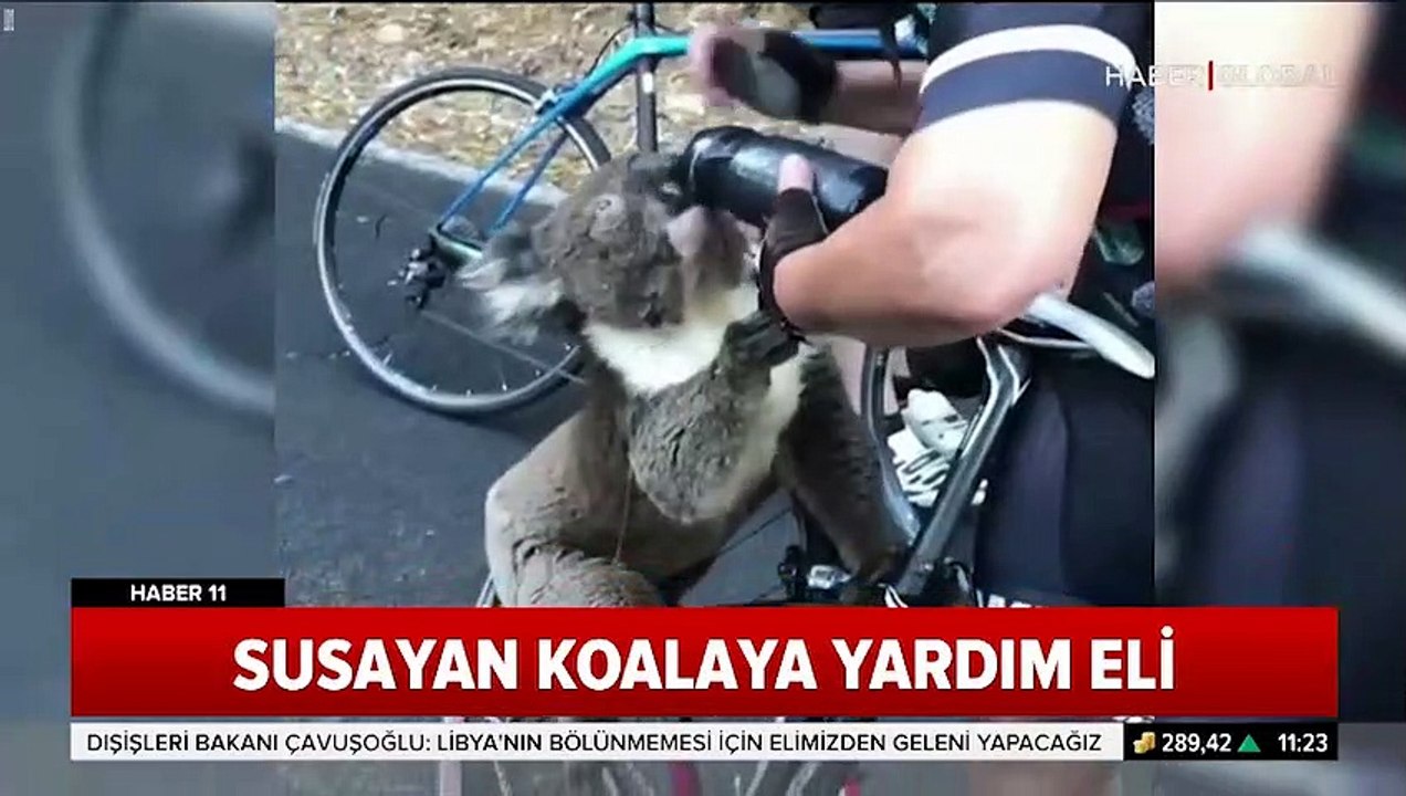Susayan koalaya yardım eli