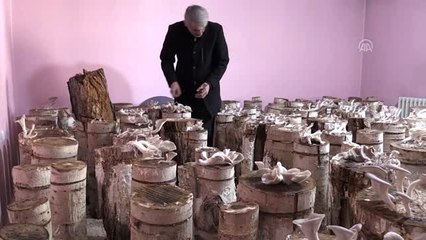 Boş dairesinde istiridye mantarı yetiştiriyor