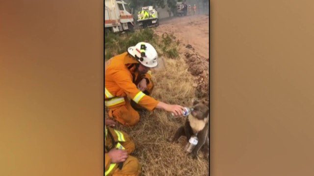Les incendies en Australie menacent les koalas