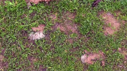 Bir köpeğin zehirlendiği iddiasına inceleme - HATAY