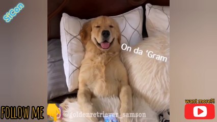 Proofs That Golden Retriever Dog Samson Is Man's Best Friend