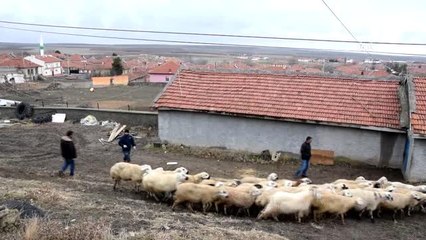 Ahır yangınında 240 hayvanı telef olan üreticiye yardım eli