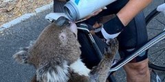 Este koala sediento para a una ciclista australiana para pedirle ayuda