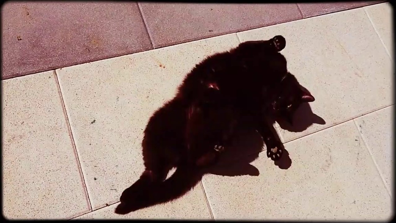 CRAZY FunnY Cat LoL Chat trop marrant hd