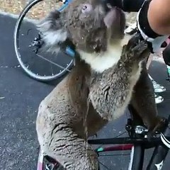 Une cycliste abordé par un koala qui veut boire de l'eau dans sa gourde