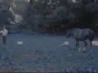 Koba far west n°2 vid 2005