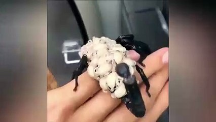 Ce scorpion porte ses bébés sur son dos... Terrifiant