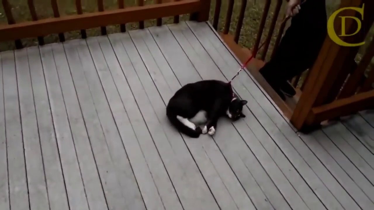 Best_ Hilarious  and scared_cat_videos_Compilation