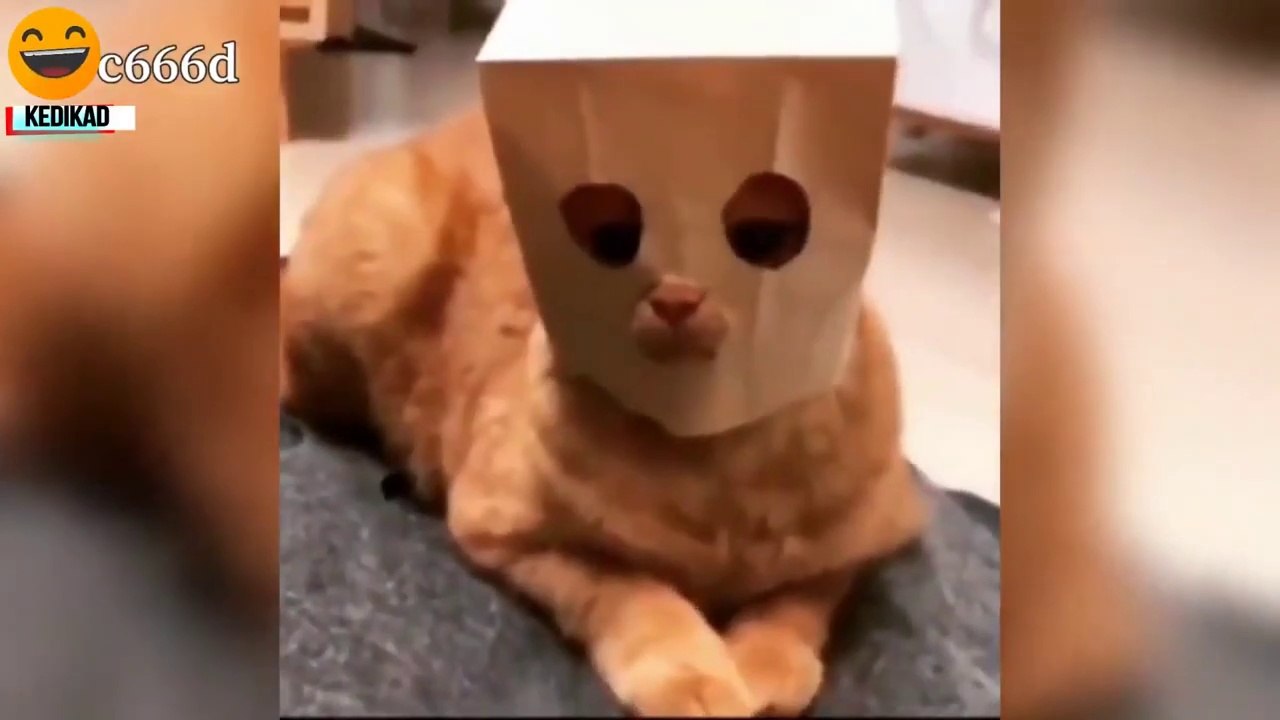 Cats_are_so_funny_you_will_die_laughing-_Funny_cat_compilation
