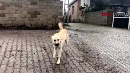 Hatay zehirlendiği öne sürülen köpekğin görüntüleri, tepki çekti-2