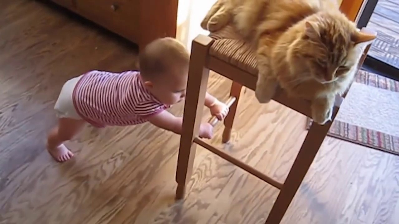 Cute_Baby_Cat_Funny_Videos_-_baby_and_cat_fun_and_fails