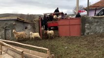 Konya ahır yangınında hayvanları telef olan çiftçiye küçükbaş desteği