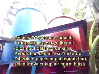 Cara ternak puyuh dengan mudah