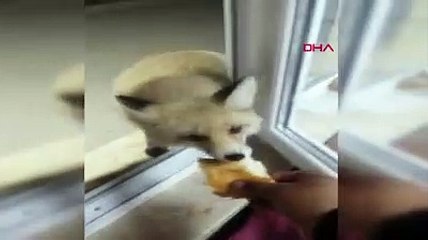 Şantiyeye gelen tilki ile yavrularını elleriyle besledi