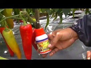 budidaya cabe lokal sangat mudah