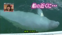 46★[벨루가] 늙은 어민을 만나러 오는 야생 흰 돌고래