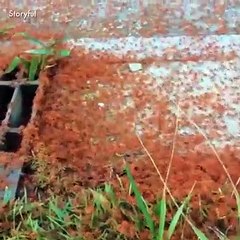 ویڈیوں بہت دیکھی ہے آپ حضرات نے یہ بھی دیکھ لے قدرت کا کرشمہ