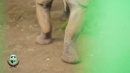 Muere Fausta, el rinoceronte más viejo del mundo