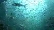 10 BIGGEST Underwater Creatures In The World!