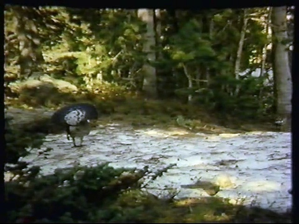 Wapiti Creek - The Story of the American Elk Part 1