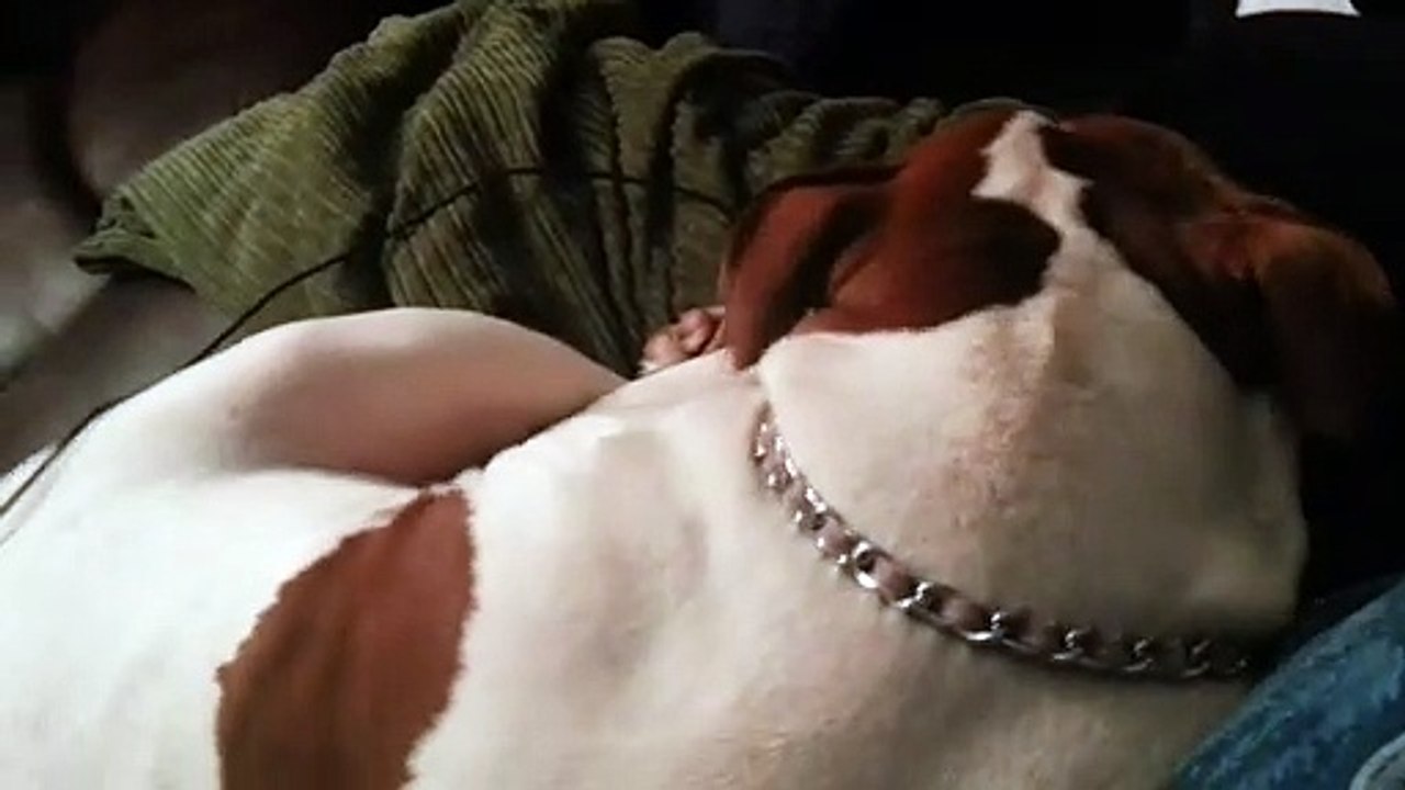 Random Silliness - Cookie Sleepbarking! 02/08/2013
