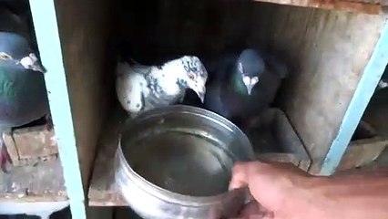 Racing Pidgeon drink water - ready to race!