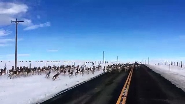 Il sera en retard au travail à cause d'un bon millier d'antilopes