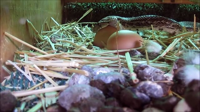 Ce serpent s'introduit dans un poulailler pour dévorer des oeufs