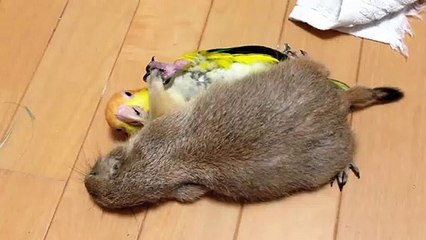 Un rongeur et un perroquet meilleurs amis