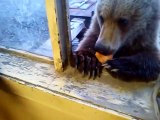 Cet ours vient demander à manger à la fenêtre