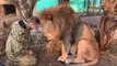 Ce dresseur est très proche de son lion... amitié incroyable