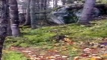 Este vídeo del suelo respirando en un bosque de Canadá se ha hecho viral y no es para menos, porque es aterrador