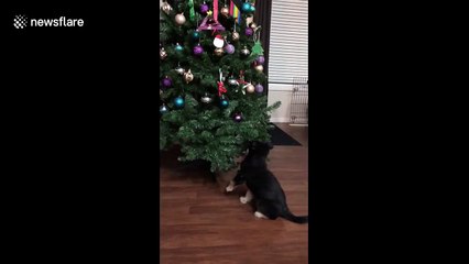 Féroce bataille entre un chiot.. et le sapin de Noel !
