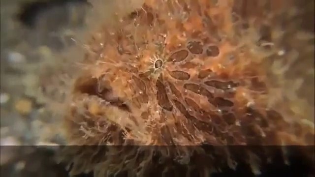 বাংলাদেশের সেরা নারী বক্তার ওয়াজ মাহফিল New Bangla Waz Islamic Woman Speaker