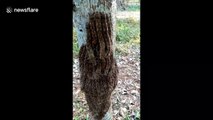 Dozens of hairy caterpillars seen wrapped round tree