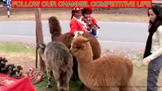2020 NEW YEAR FUNNY AND ENTERTAINMENT VIDEO |CUTE ANIMALS PUPPY LAMB||