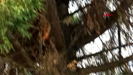 Ağaçta kalan kediyi itfaiye kurtardı