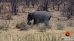 Elephant Stabs and Kills Buffalo