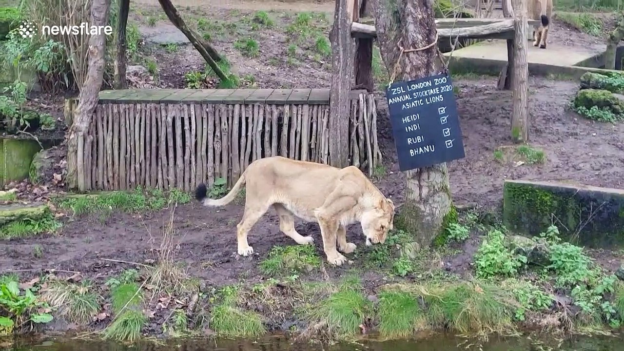 Zookeepers at London Zoo take an annual stocktake of all animals